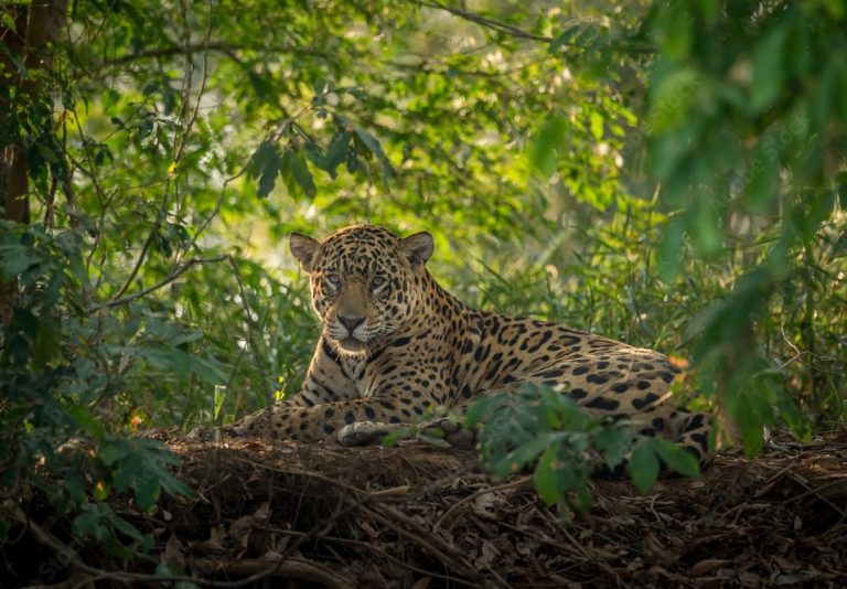 A jaguar sitting in the middle of the brazilian forest 