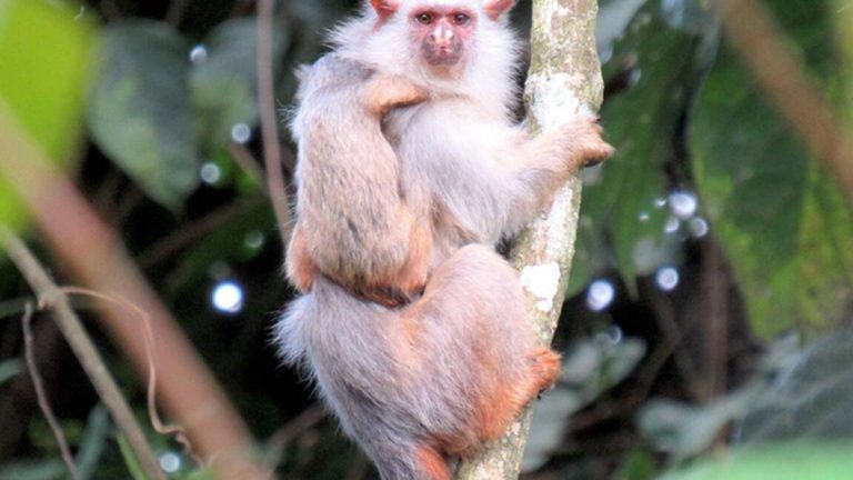 A mother Shneider Marmoset and it's baby