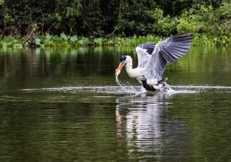 A bird fishing in the Pantanal north 