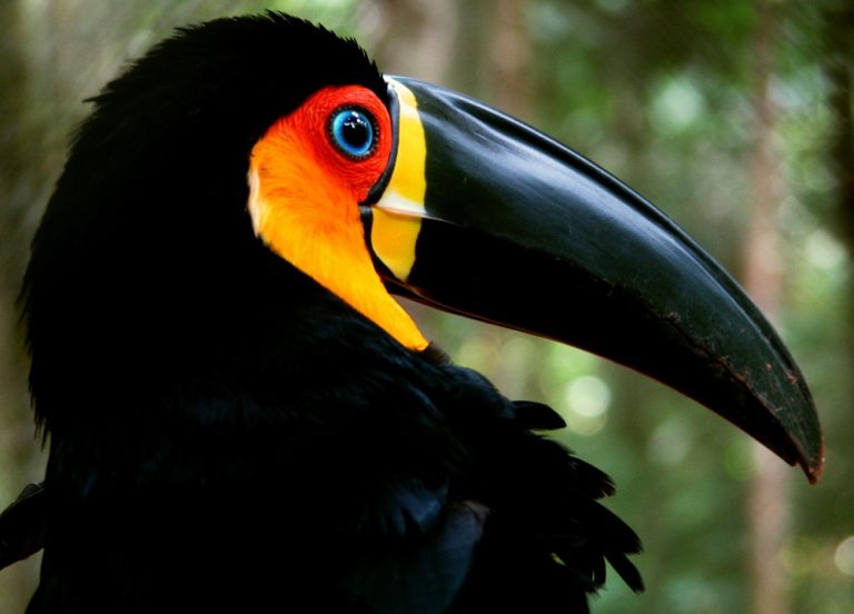 A toucan in the Atlantic Forest in Brazil 